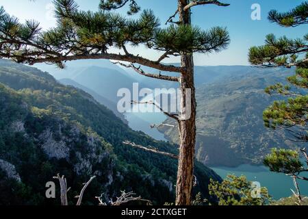 Panoramablick auf eine Schlucht des Flusses Drina von Tara Mountain Aussichtspunkt durch eine Kiefer. Stockfoto