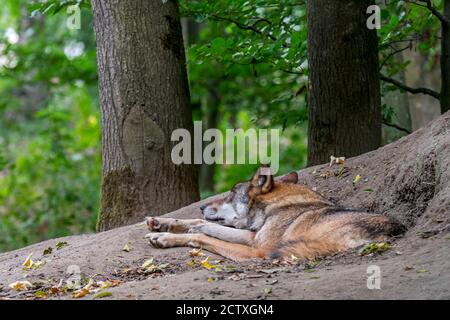 Europäischer grauer Wolf / wilder grauer Wolf (Canis lupus) Schlafen vor der Höhle im Wald Stockfoto