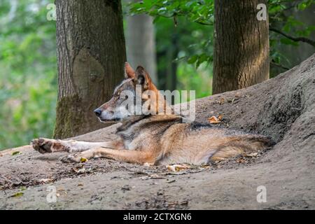 Europäischer grauer Wolf / wilder grauer Wolf (Canis lupus) Ruhe vor der Höhle im Wald Stockfoto