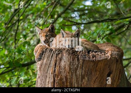 Drei junge eurasische Luchse (Luchs) Jungtiere ruhen auf Baumstamm im Wald Stockfoto