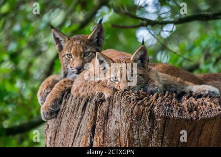 Zwei junge eurasische Luchse (Luchs) Jungtiere ruhen auf Baumstamm im Wald Stockfoto