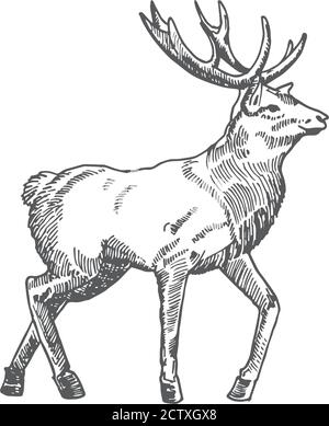 Handgezeichnete Weihnachten Rentier oder Hirsch Vektor Illustration. Abstrakte Rustikale Skizze. Winter Urlaub Gravur Stil Zeichnung. Stock Vektor