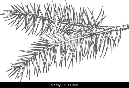 Handgezeichnetes Weihnachtskiefer Zweig Fir-Nadel Vektor-Illustration. Abstrakte Rustikale Skizze. Winter Urlaub Gravur Stil Zeichnung. Stock Vektor