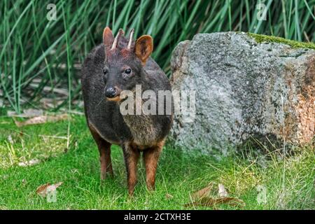 Südlicher pudu ((Pudu puda / Pudu pudu) Männchen, der kleinste Hirsch der Welt, der in den südlichen Anden Chiles und Argentiniens beheimatet ist Stockfoto