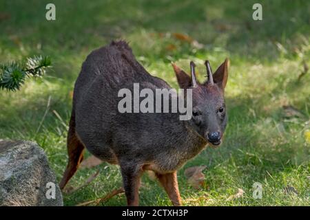 Südlicher pudu ((Pudu puda / Pudu pudu) Männchen, der kleinste Hirsch der Welt, der in den südlichen Anden Chiles und Argentiniens beheimatet ist Stockfoto