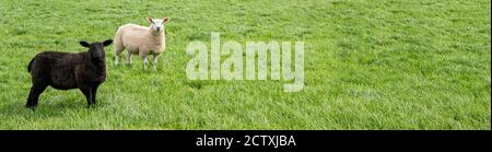 Schwarz-weiße Schafe im Feld - Bannerbild Stockfoto