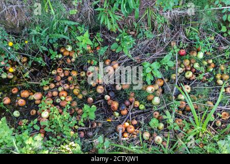 Faule Äpfel auf dem Boden. Äpfel sind vom Apfelbaum gefallen, der zur Herstellung von Apfelwein verwendet wird. Apfelweinäpfel haben einen hohen Zuckergehalt. Asturien, nördlich von Spanien Stockfoto