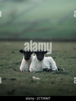 Zwei kleine Lämmer sitzen zusammen auf einem Feld Stockfoto