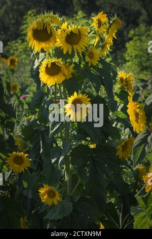 Sonnenblumen genießen die untergehende Sonne im ländlichen Virginia in Die Blue Ridge Mountains Stockfoto