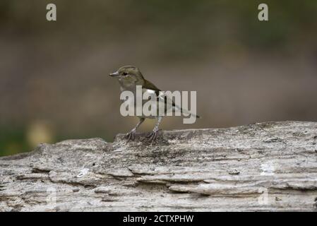 Gewöhnlicher Chaffinch (Fringilla coelebs) Weibchen stand in der Mitte eines horizontalen Baumstammes, der Anfang Herbst in England nach vorne gerichtet war Stockfoto