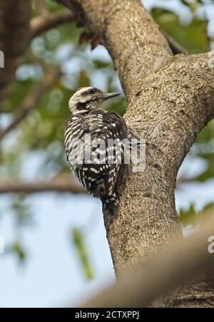 Sommersprossen-Specht (Dendrocopos analis analis) Männchen, das sich am Baumstamm festhält Jakarta, Java, Indonesien Juli Stockfoto