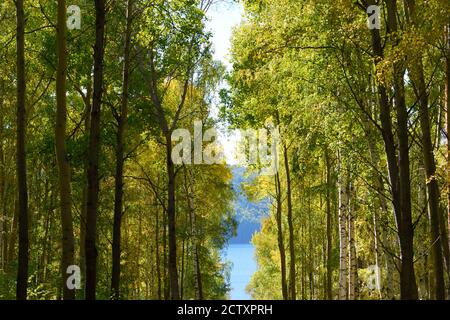 Das Blau des Flusses Angara, sichtbar durch den frühen Herbst Laub Stockfoto