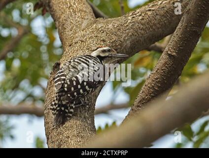 Sommersprossen-Specht (Dendrocopos analis analis) Männchen, das sich am Baumstamm festhält Jakarta, Java, Indonesien Juli Stockfoto