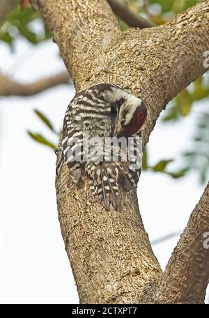 Freckle-breasted Specht (Dendrocopos analis Analis) männliche Festhalten an Baumstamm putzen Jakarta, Java, Indonesien Juli Stockfoto