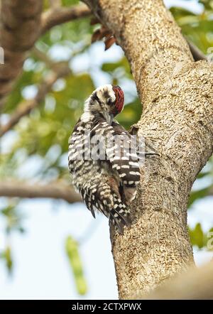 Freckle-breasted Specht (Dendrocopos analis Analis) männliche Festhalten an Baumstamm putzen Jakarta, Java, Indonesien Juli Stockfoto