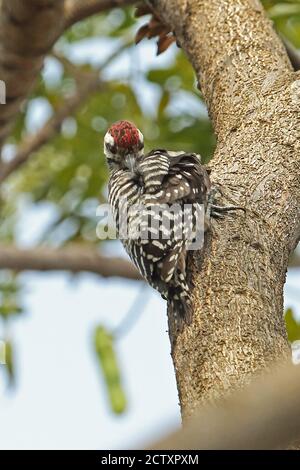 Freckle-breasted Specht (Dendrocopos analis Analis) männliche Festhalten an Baumstamm putzen Jakarta, Java, Indonesien Juli Stockfoto