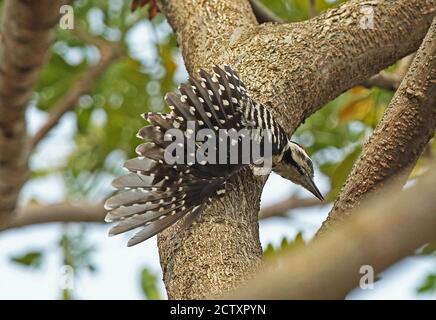Sommersprossen-Specht (Dendrocopos analis analis) Männchen klammert sich an einen Baumstammflügel, der sich Jakarta, Java, Indonesien erstreckt Juli Stockfoto