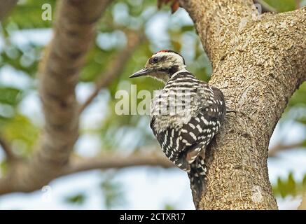 Freckle-breasted Specht (Dendrocopos analis Analis) Männliche klettern Baumstamm Jakarta, Java, Indonesien Juli Stockfoto