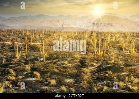 Am frühen Morgen Bild der Brandnarbe aus dem Bush-Feuer in der Nähe von Phoenix, Arizona Stockfoto