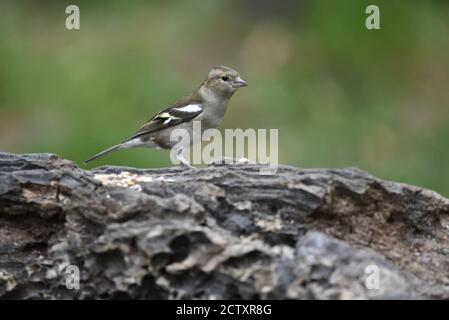 Weiblicher Chaffinch (Fringilla-Koelebs) In der Mitte eines Holzes stehend, nach rechts schauend Von Aufnahme in einem Naturschutzgebiet im frühen Herbst in Großbritannien Stockfoto