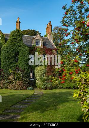 Viktorianisches Haus bedeckt mit Herbst roten Efeu & Berg Asche oder Eberesche Baumbeeren in Blüte, Dirleton Dorf, East Lothian, Schottland, Großbritannien Stockfoto