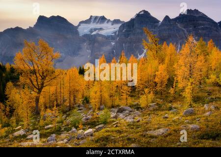 Larch Valley Banff National Park, Alberta, Kanada Stockfoto