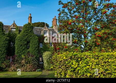 Viktorianisches Haus bedeckt mit Herbst roten Efeu & Berg Asche oder Eberesche Baumbeeren in Blüte, Dirleton Dorf, East Lothian, Schottland, Großbritannien Stockfoto