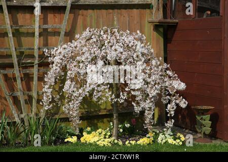 Weiße Blüte auf einem Zwerg weinenden Kirschbaum 'Prunus incisa Pendel Stockfoto