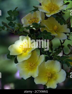 Rosa Xanthina "Canary Bird" Stockfoto