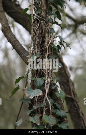 Englisch Ivy (Hedera Helix) bedeckt einen aufrechten Ast Stockfoto