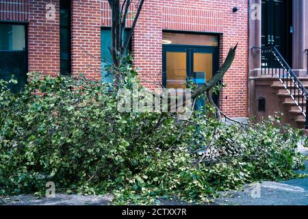 Großer, zerbrochener Baumzweig, der nach einem Sturm auf dem Boden in West Village, NYC, lag. Stockfoto