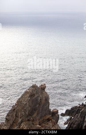 Störche brüten auf den Klippen im Kap Sardão, Odemira, Alentejo, in Portugal. Die einzige in der Welt bekannte Stelle, wo Störche in Klippen nisten. Stockfoto