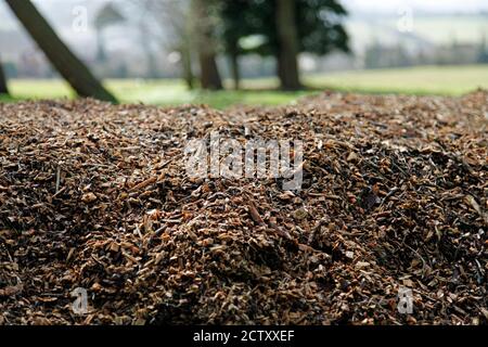 Ein Stapel Holz & Rindenspäne, links, um im Sonnenlicht zu zersetzen. Möglicherweise zur Unkrautunterdrückung oder Feuchtigkeitsretention verwendet Stockfoto