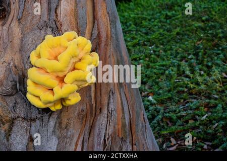 Laetiporus sulfureus Huhn des Waldes Pilz wächst auf einem Baum in Orange County, Kalifornien, USA Stockfoto