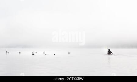 Canoist paddelt am 18. September 2020 zwischen Schwanen und Enten in den frühen Morgennebel am Ullswater Lake, Cumbria, Großbritannien Stockfoto