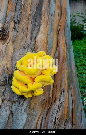 Laetiporus sulfureus Huhn des Waldes Pilz wächst auf einem Baum in Orange County, Kalifornien, USA Stockfoto
