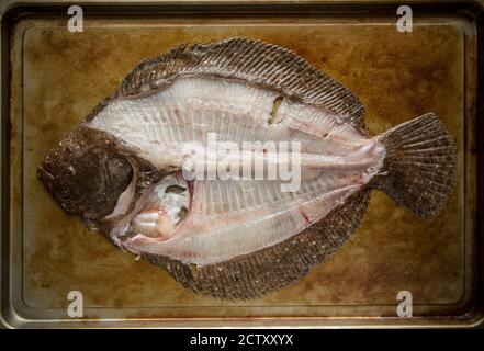 Ein Brill, Scophthalmus rhombus, der verfiltert wurde. Der Brill-Rahmen kann für die Herstellung von Fischbeständen verwendet werden. Dorset England GB Stockfoto