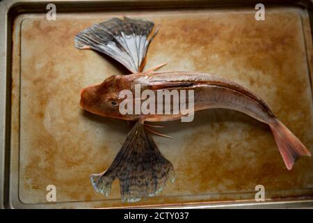 Eine rohe Wanne Gurnard, Chelidonichthys lucerna, auf einem Backblech angezeigt. Dorset England GB Stockfoto