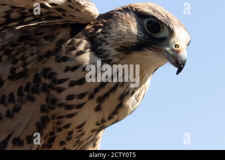 Majestätischer Lanner Falcon, Falco biarmicus, von unten aufgenommen Stockfoto