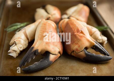 Gekochte Krabbenkrallen aus einer braunen Krabbe, Krebs Pagurus, die bereit sind, für verschiedene Gerichte zubereitet werden. Dorset England GB Stockfoto