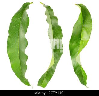 Sammlung von Pfirsichblättern isoliert auf einem weißen Hintergrund. Stockfoto