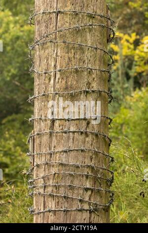 Stacheldraht umwickelt um ländliche Holzpfosten in der Landschaft. Konzept von Schutz und Sicherheit. Stockfoto