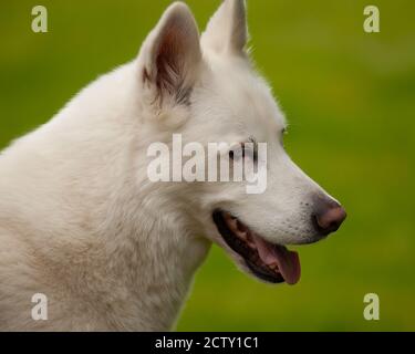 Schöner Hite Husky Hund beobachten nach rechts auf grünem Gras Stockfoto