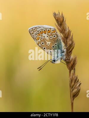 Profil eines Blauen Schmetterlings, der auf einem Grasstamm im Malling Down Nature Reserve, nahe Lewes, East Sussex, England, ruht Stockfoto