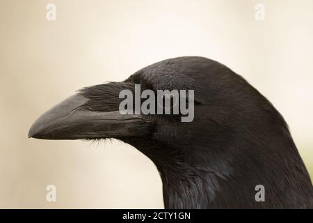 Isolierter magnificient Jet black Raven, Corvus corax, mit starkem Schnabel geschlossen Stockfoto