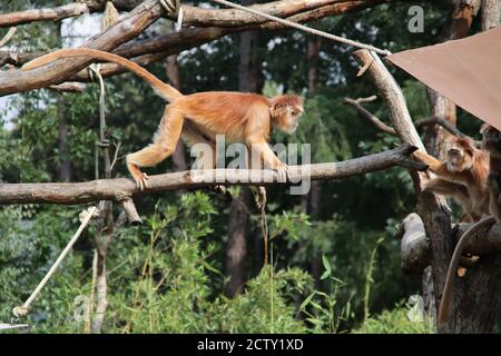 Trachypithecus auratus oder Javan langur im Apenheul in Apeldoorn In den Niederlanden Stockfoto