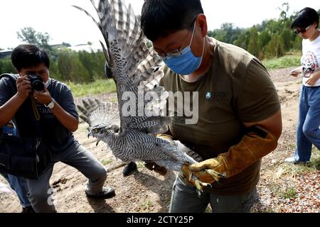 Peking, China. September 2020. Ein Habicht, zwei Turmfalken und zwei Falco-Subbuteos werden am 24. September 2020 in Peking wieder gesund und kehren zur Natur zurück.(Foto: TPG/cnsphotos) (Foto: Top Photo/Sipa USA) Kredit: SIPA USA/Alamy Live News Stockfoto