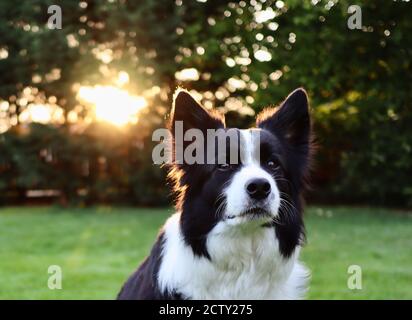 Nahaufnahme von Border Collie Head im Garten. Cute Portrait von schwarz und weiß Haushund mit Sonnenlicht im Hintergrund. Stockfoto