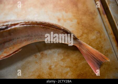 Eine rohe Badewanne Gurnard, Chelidonichthys lucerna, auf einem Backblech mit dem Schwanz angezeigt, oder kaudal, Flosse. Dorset England GB Stockfoto