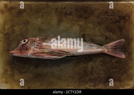 Eine rohe Wanne Gurnard, Chelidonichthys lucerna, auf einem Backblech angezeigt. Dorset England GB Stockfoto